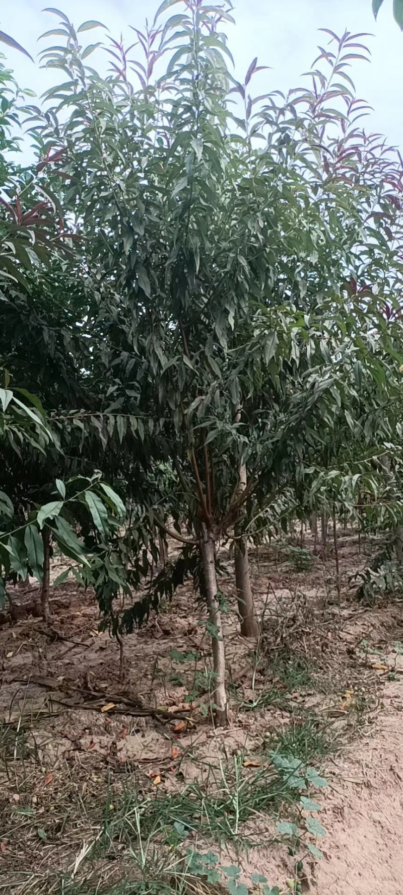 苗圃大量供应3-6公分的红叶碧桃，冠幅饱满不偏冠，