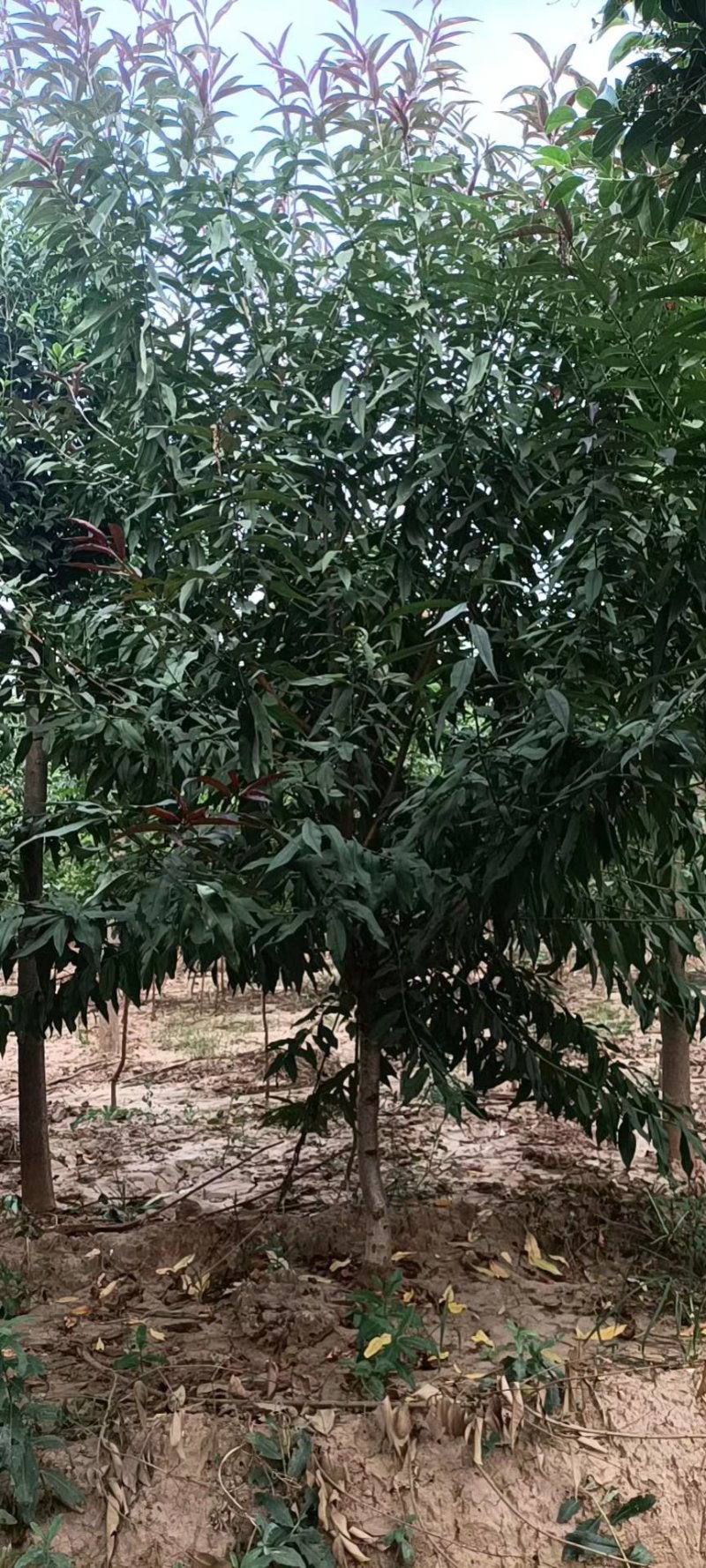 苗圃大量供应3-6公分的红叶碧桃，冠幅饱满不偏冠，