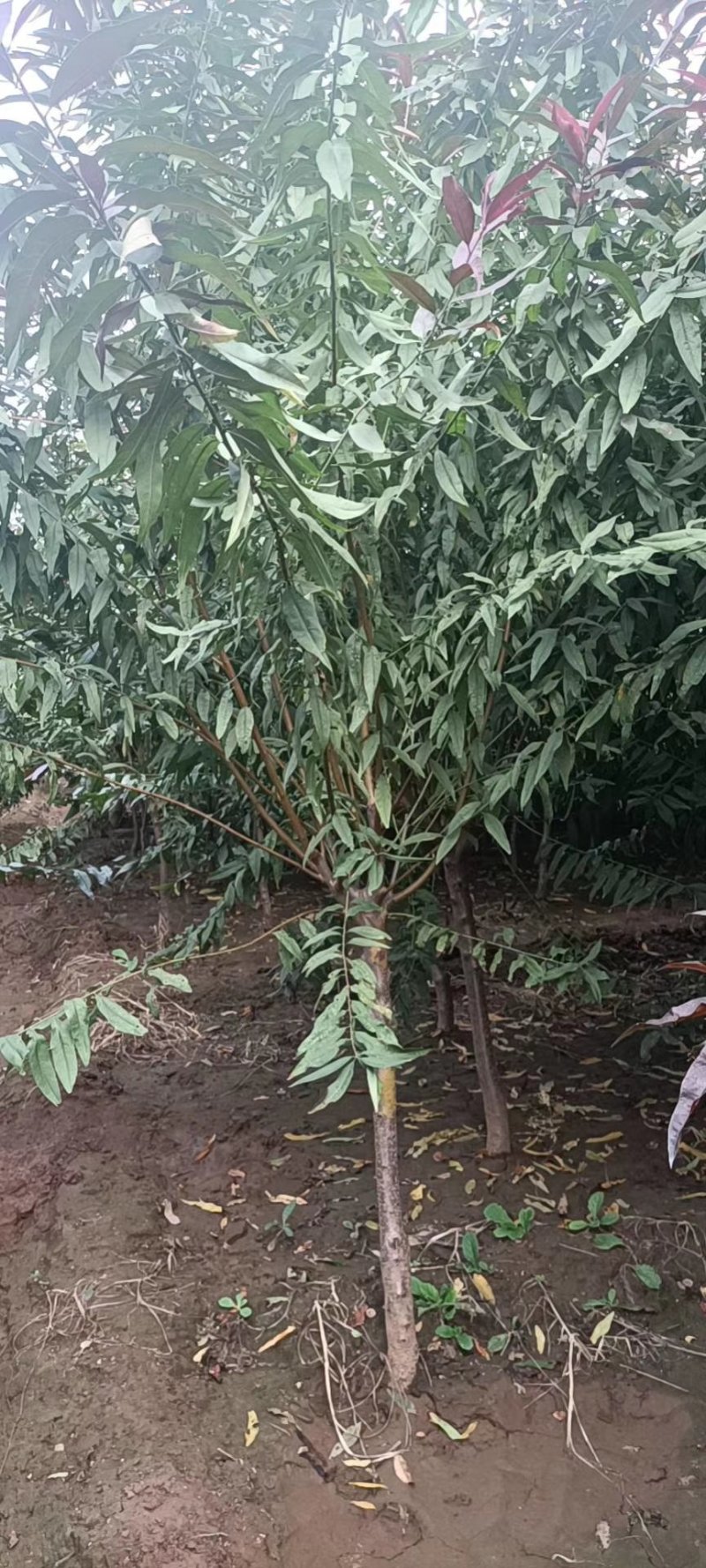 苗圃大量供应3-6公分的红叶碧桃，冠幅饱满不偏冠，