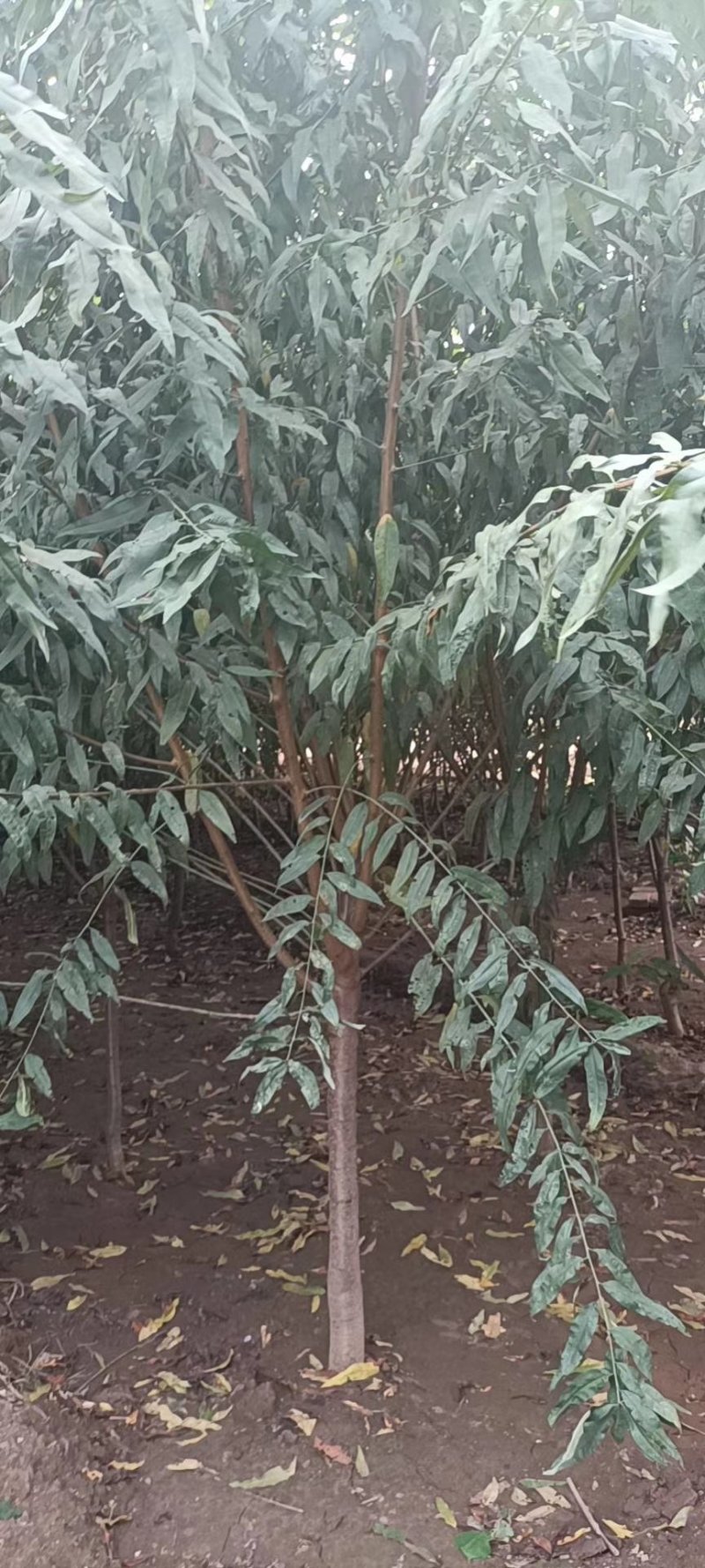 苗圃大量供应3-6公分的红叶碧桃，冠幅饱满不偏冠，