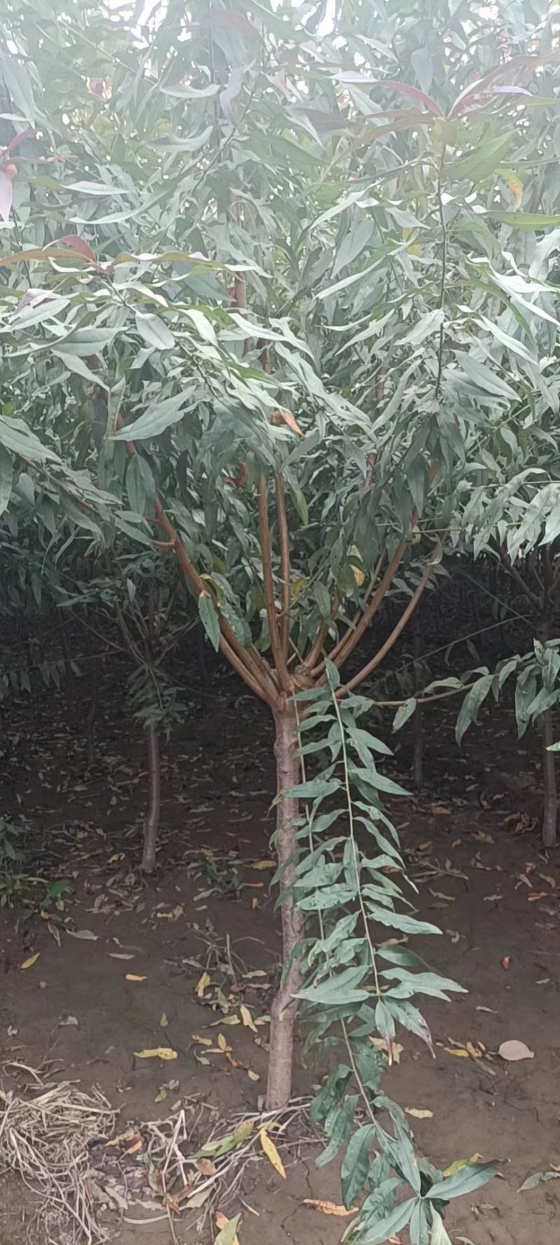 苗圃大量供应3-6公分的红叶碧桃，冠幅饱满不偏冠，