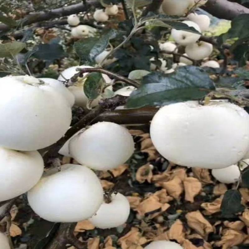 新品特大早熟奶油富士王冰糖心苹果树苗南北方种植耐寒耐旱