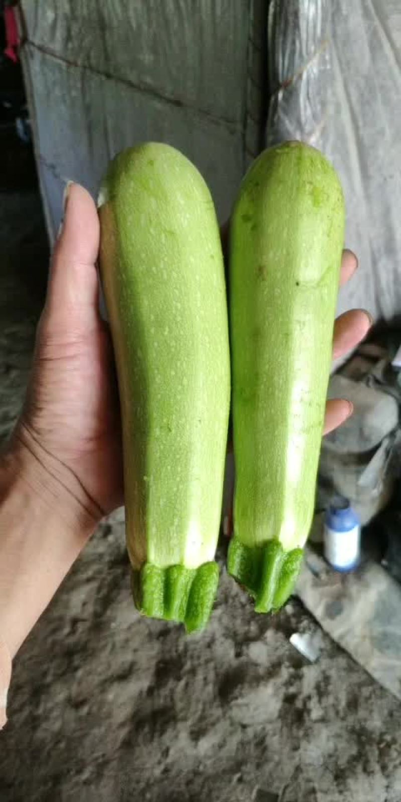 连云港绿皮西葫芦，产地直发品质保证，当天采摘当天发货
