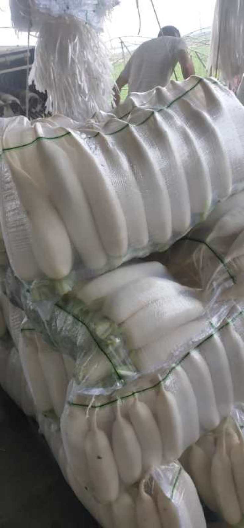 蔬菜精品白萝卜预售中。颜色白，条形直溜。