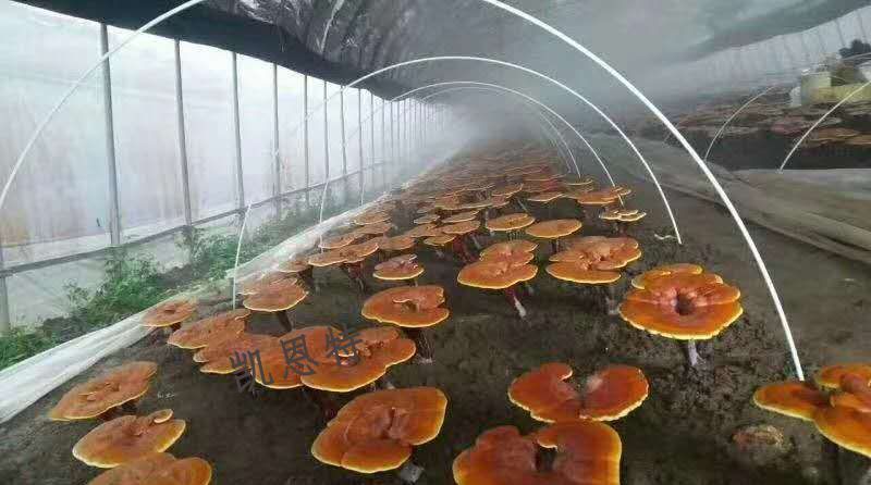 弓子玻璃纤维杆拱棚杆5mm6710支架拱棚骨架