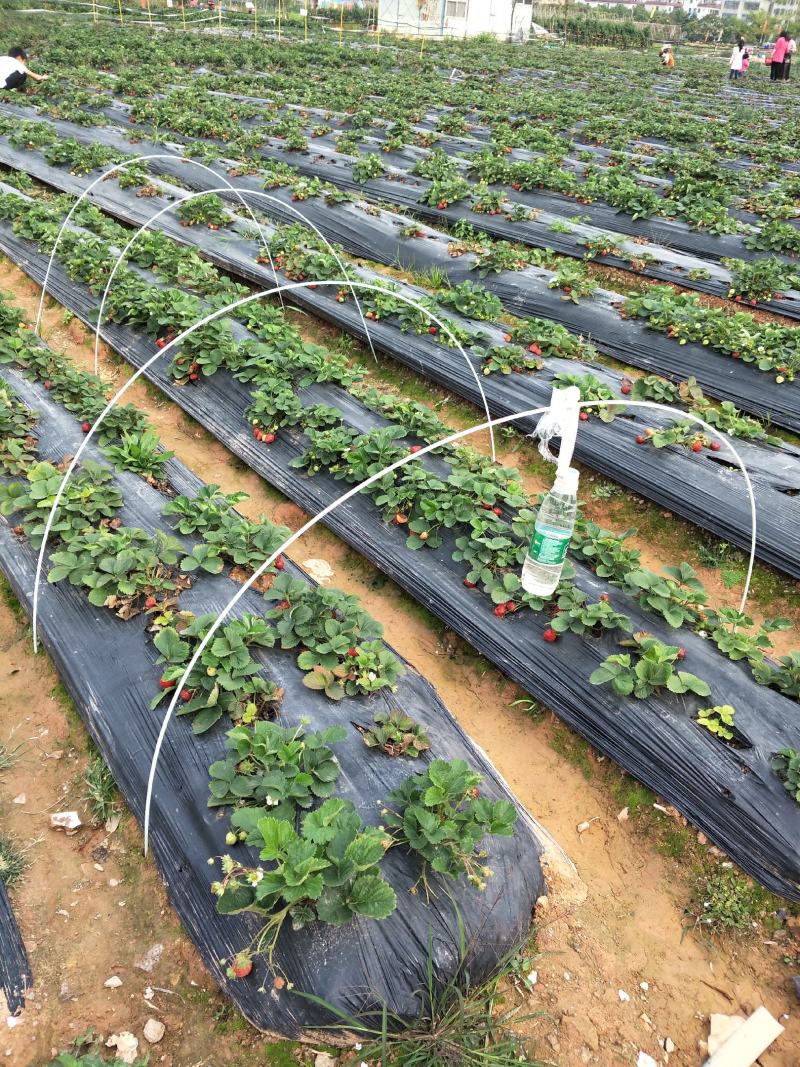 弓子玻璃纤维杆拱棚杆5mm6710支架拱棚骨架