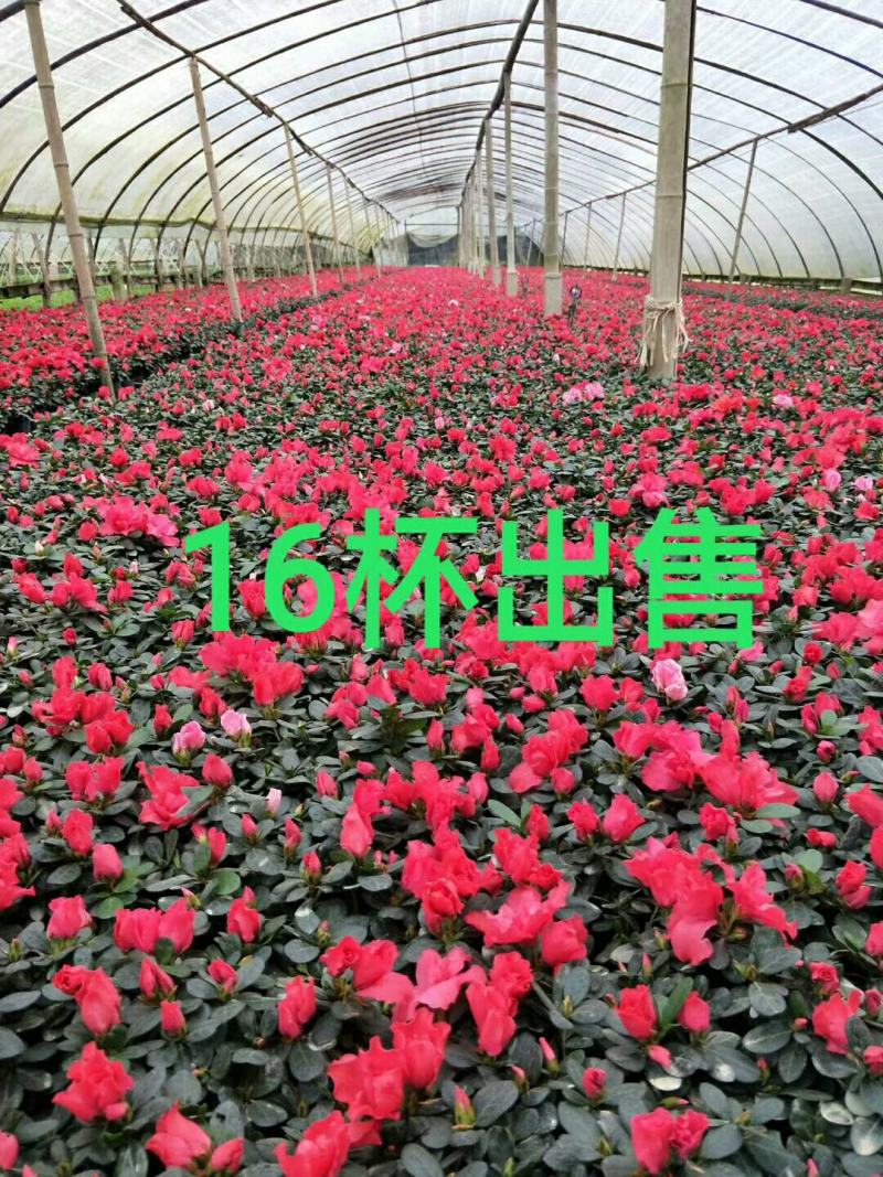 精品杜娟，基地直供，货源充足，保质保量，欢迎来电咨询