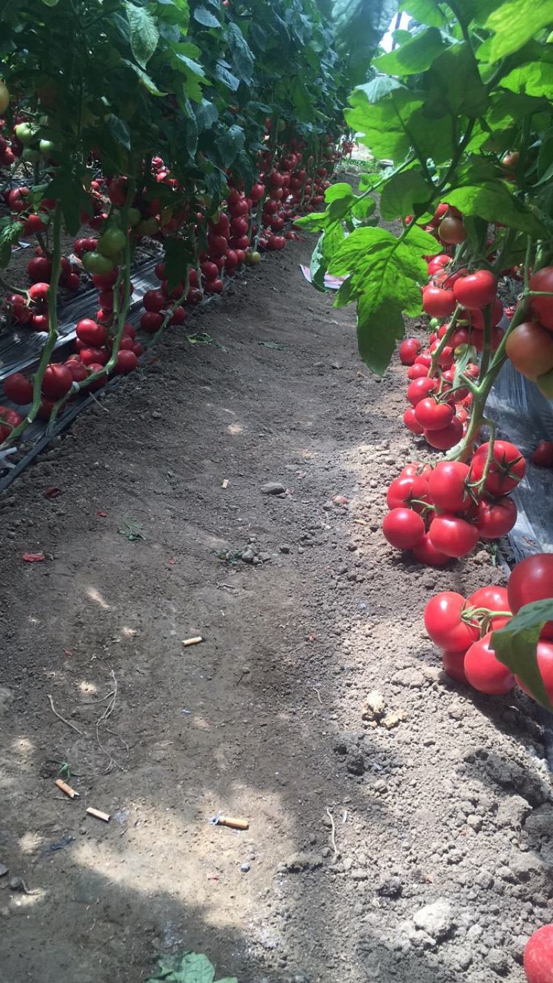 【精品】江苏硬粉西红柿果型好口感酸甜直供商超全国发货