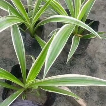 本基地常年供应各种苗木花卉吊兰，质量保证，基地货欢迎选购
