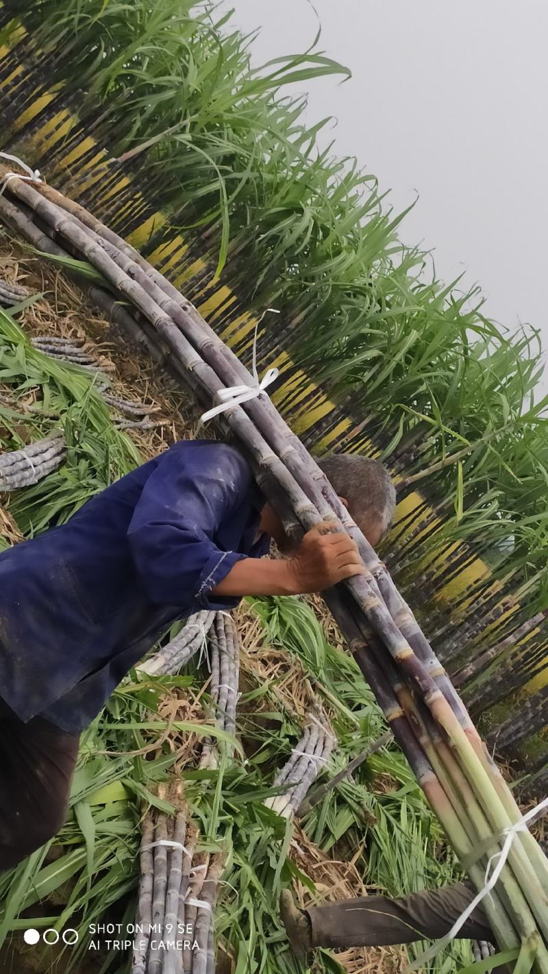 湖北黑皮甘蔗，黑皮商品果蔗自产直销代办装车