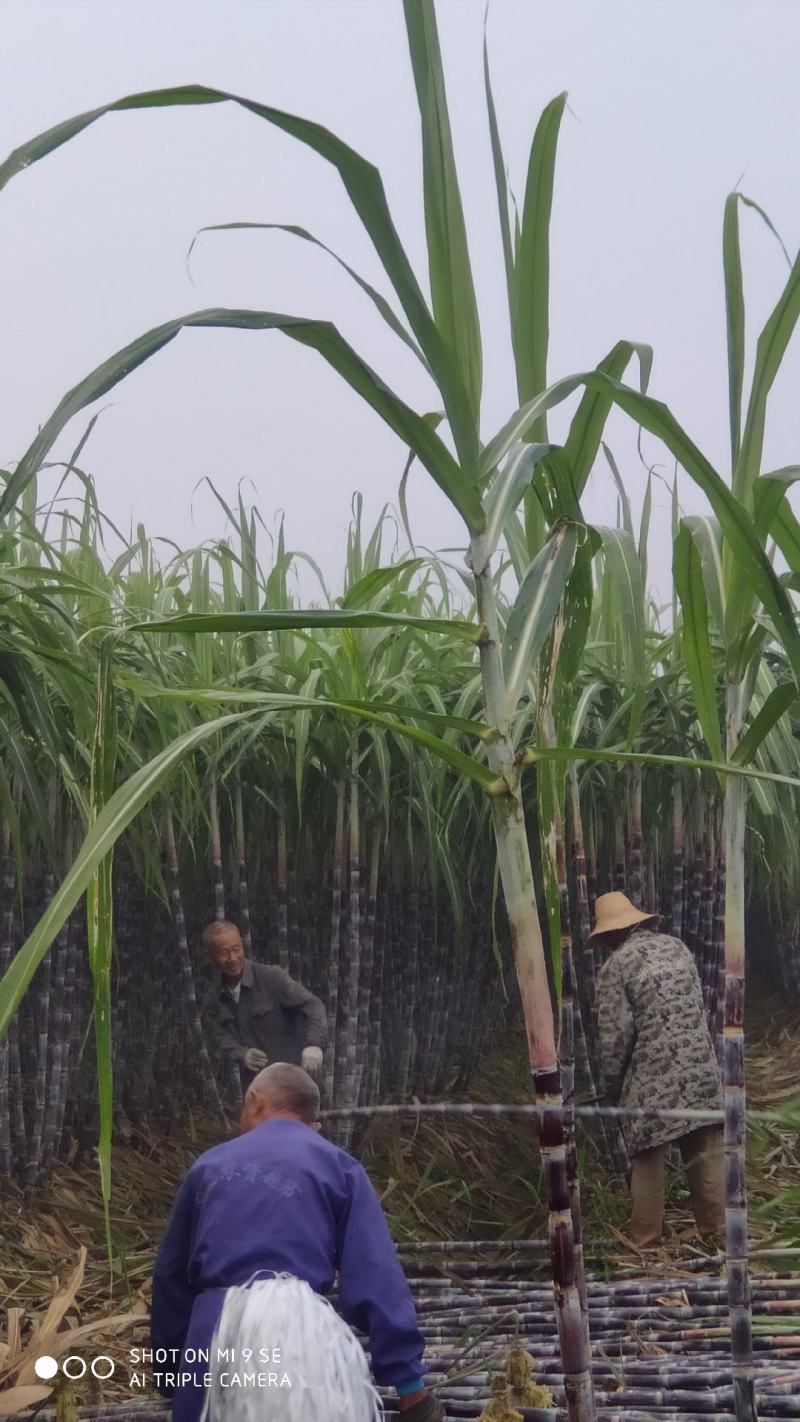 湖北黑皮甘蔗，黑皮商品果蔗自产直销代办装车