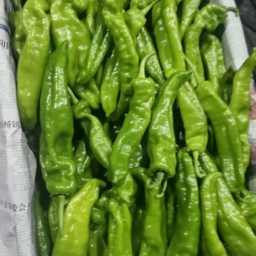 夏邑301辣椒鲜辣椒货源充足价格优惠微辣产地直发对接超市