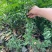 本基地常年供应各种苗木花迎春花，质量保证，基地货欢迎选购