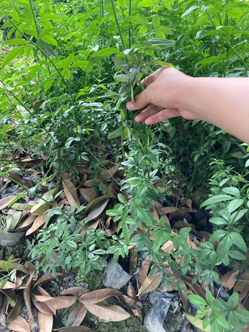 本基地常年供应各种苗木花迎春花，质量保证，基地货欢迎选购