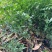本基地常年供应各种苗木花迎春花，质量保证，基地货欢迎选购