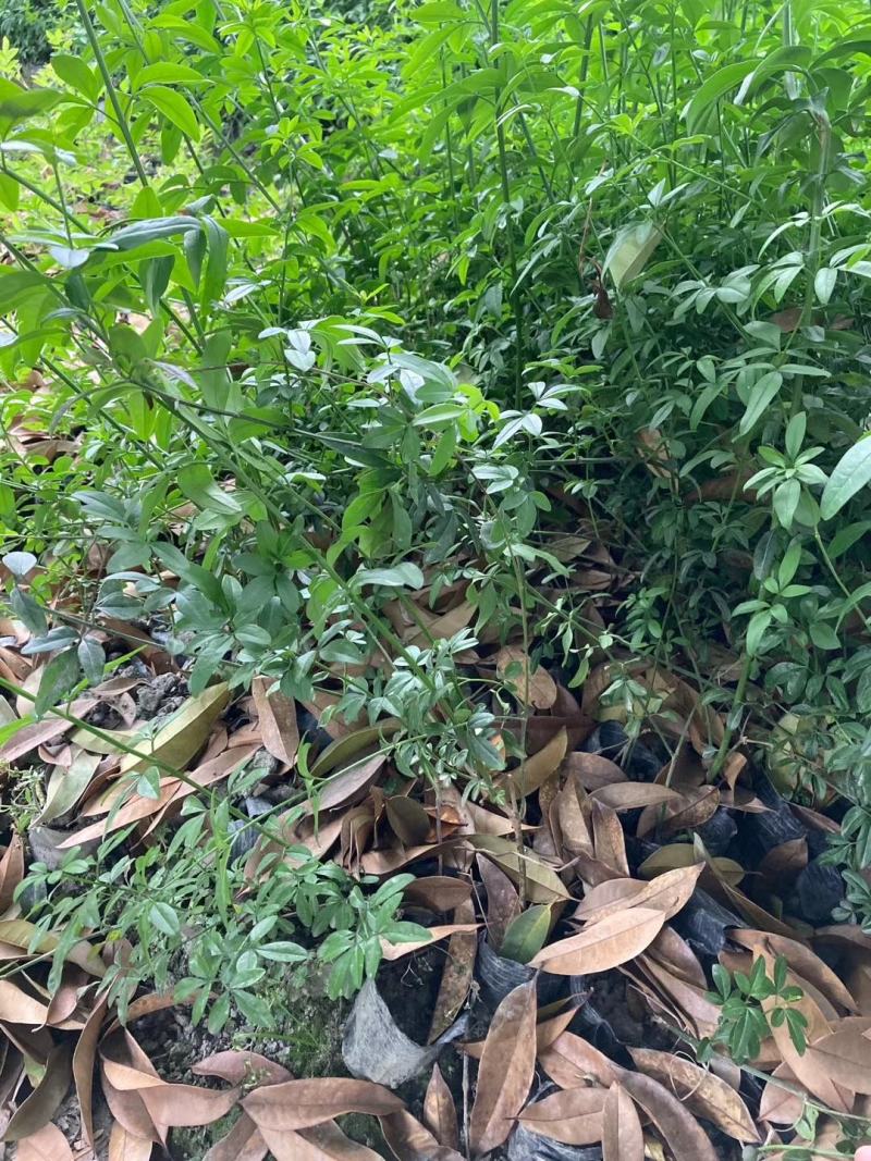 本基地常年供应各种苗木花迎春花，质量保证，基地货欢迎选购