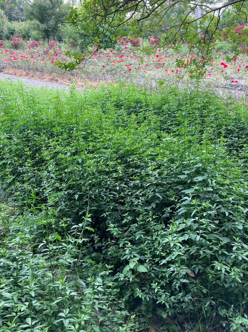 本基地常年供应各种苗木花迎春花，质量保证，基地货欢迎选购