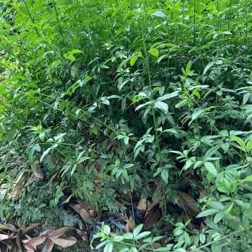 本基地常年供应各种苗木花迎春花，质量保证，基地货欢迎选购
