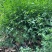 本基地常年供应各种苗木花迎春花，质量保证，基地货欢迎选购