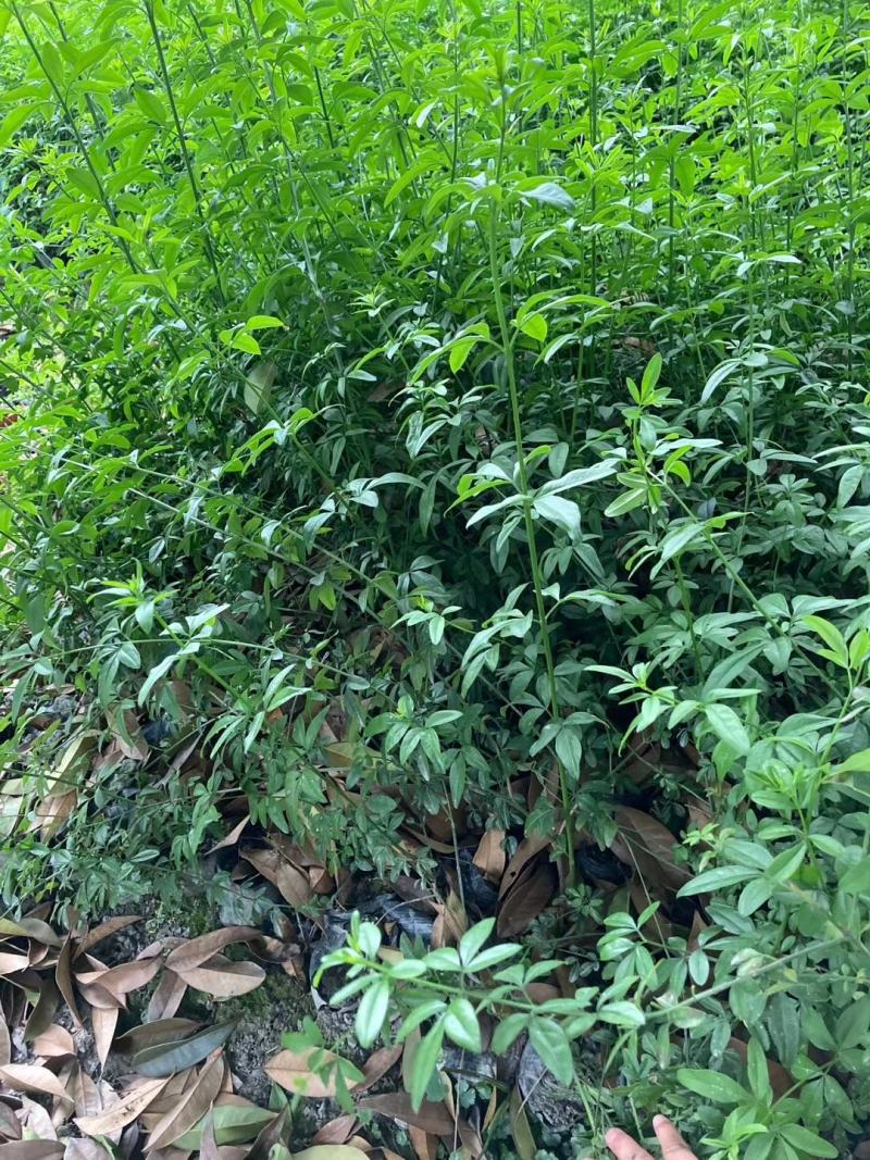 本基地常年供应各种苗木花迎春花，质量保证，基地货欢迎选购
