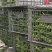 夏邑301辣椒鲜辣椒货源充足价格优惠微辣产地直发对接超市