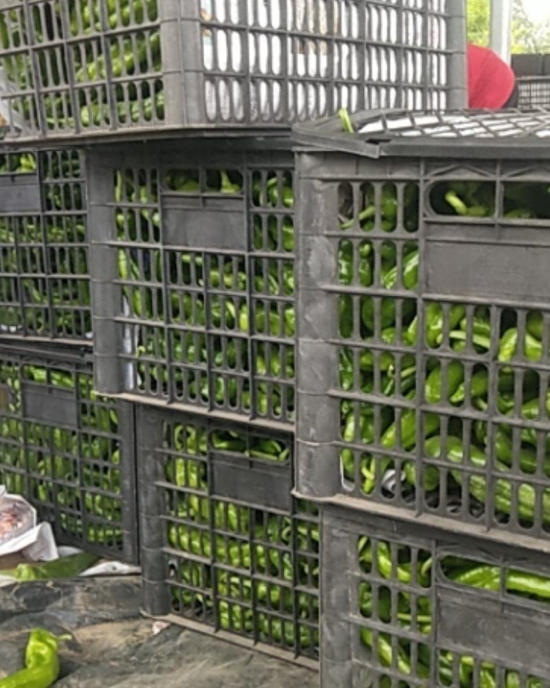 夏邑301辣椒鲜辣椒货源充足价格优惠微辣产地直发对接超市