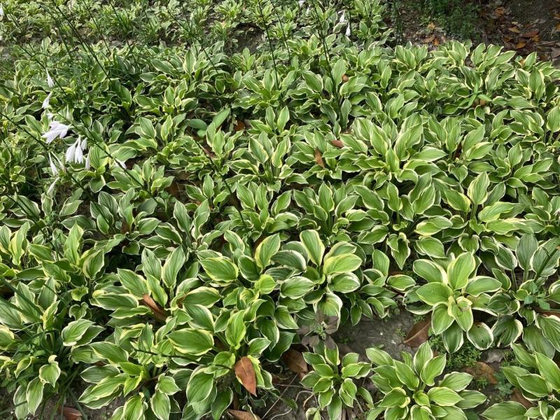 四川成都温江区苗圃基地货源充足诚金边玉簪质量保证欢迎咨询