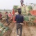 兵兵大葱合作社代购代办代收章丘本地大葱精品大葱