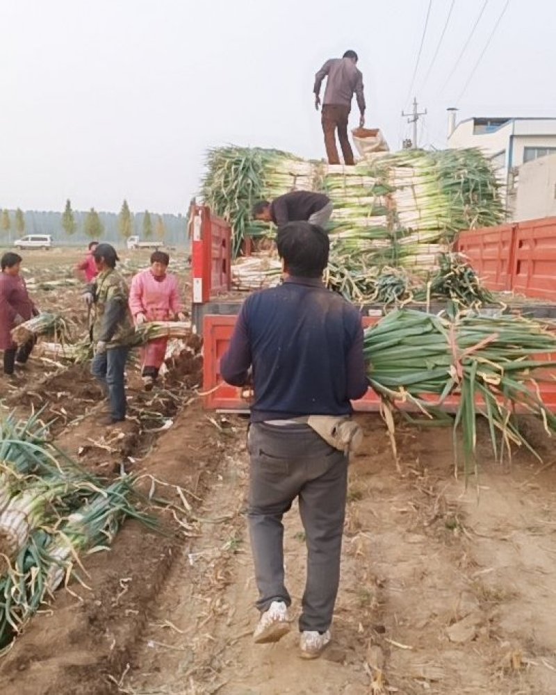 兵兵大葱合作社代购代办代收章丘本地大葱精品大葱