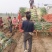 兵兵大葱合作社代购代办代收章丘本地大葱精品大葱