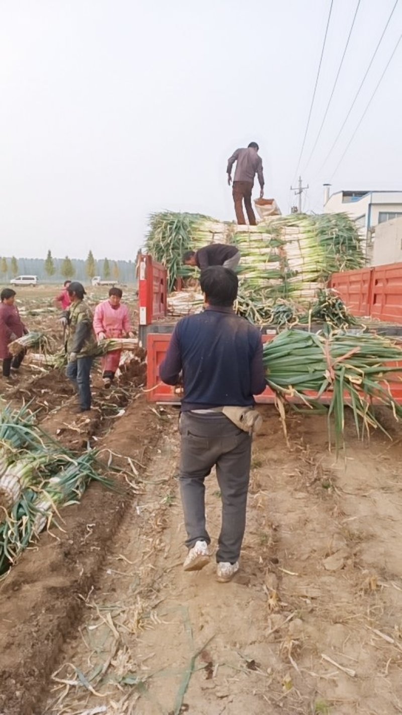 兵兵大葱合作社代购代办代收章丘本地大葱精品大葱