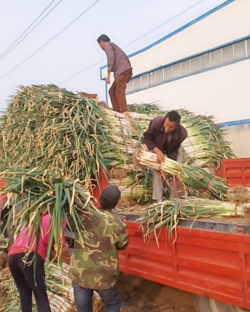 兵兵大葱合作社代购代办代收章丘本地大葱精品大葱
