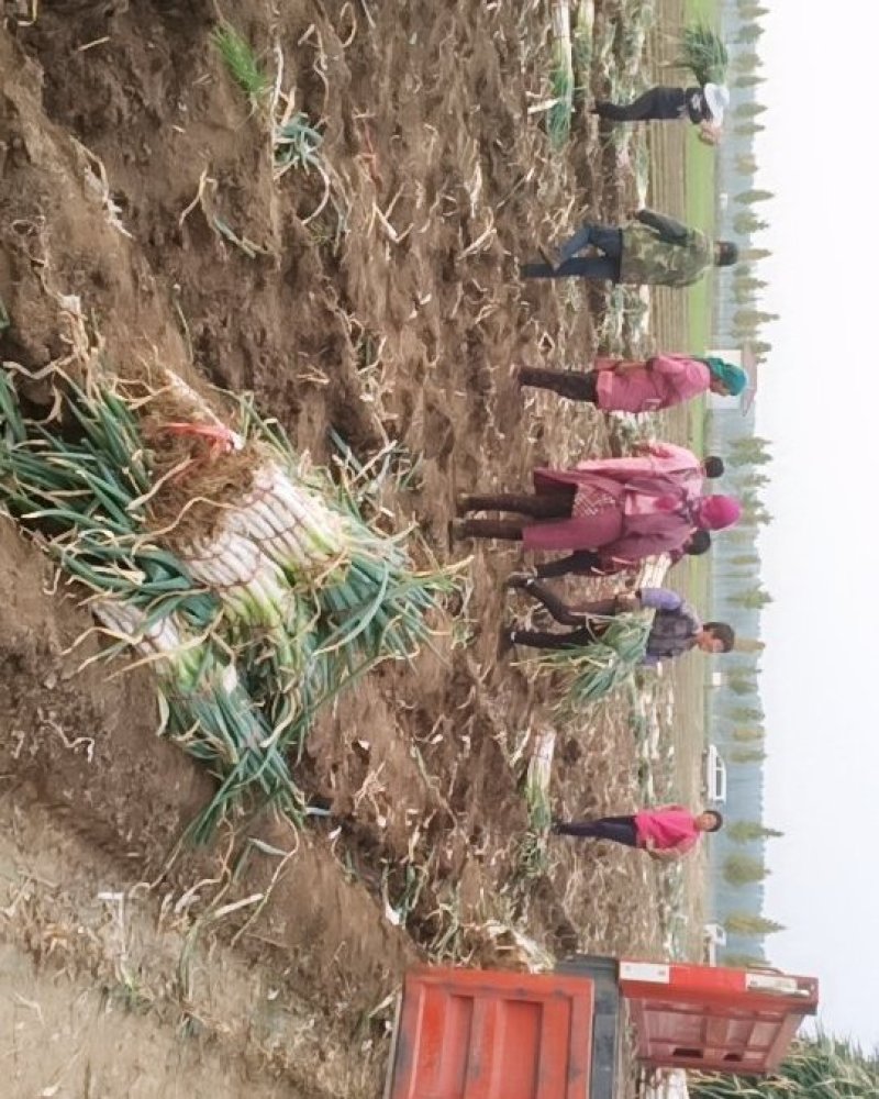 兵兵大葱合作社代购代办代收章丘本地大葱精品大葱