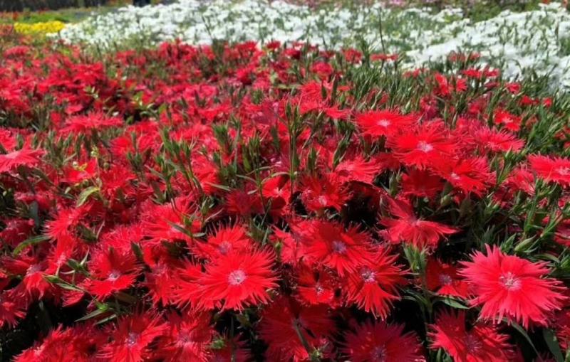 本基地常年供应各种苗木花卉300多种石竹质量保证欢迎咨询