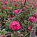 本基地常年供应各种苗木花卉300多种石竹质量保证欢迎咨询