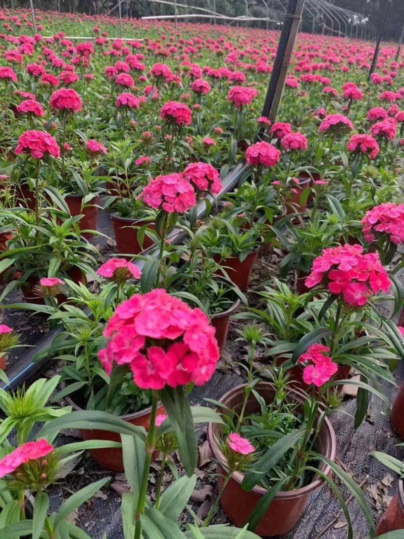 本基地常年供应各种苗木花卉300多种石竹质量保证欢迎咨询