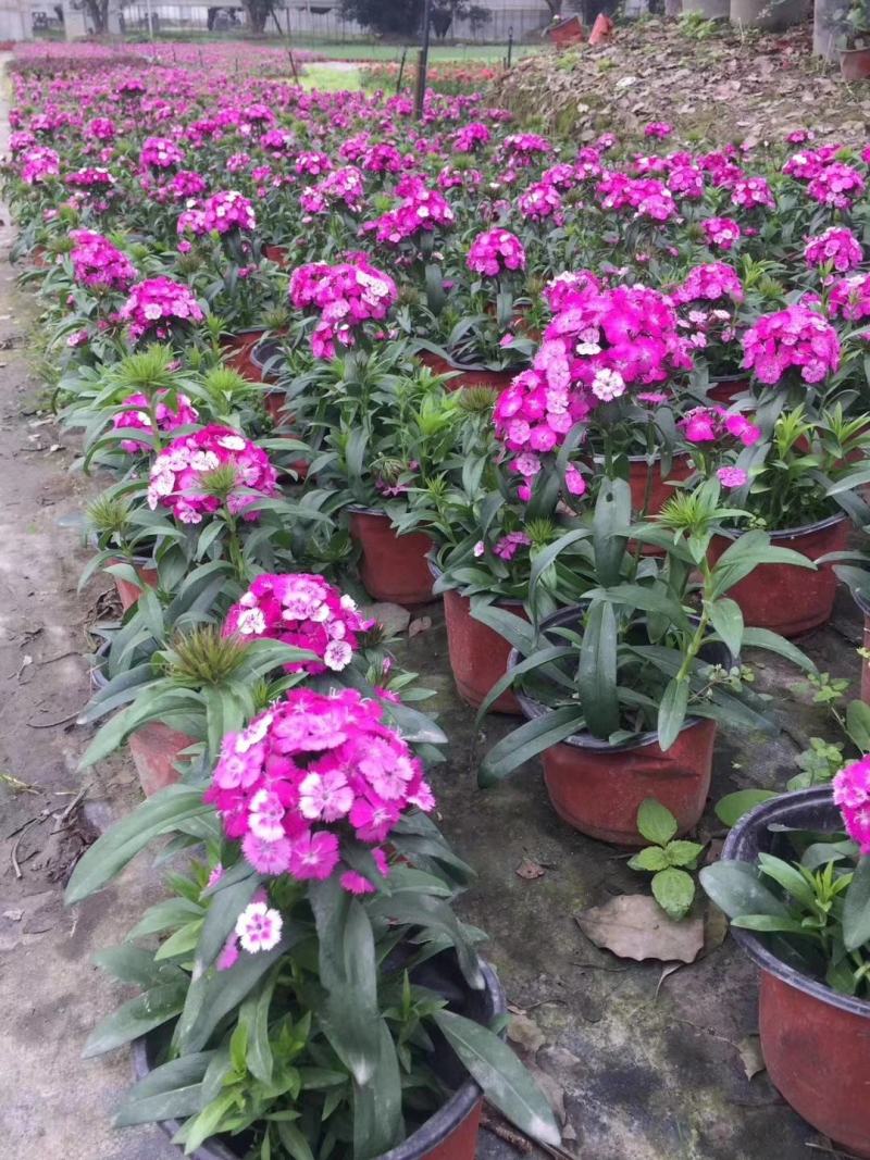 本基地常年供应各种苗木花卉300多种石竹质量保证欢迎咨询