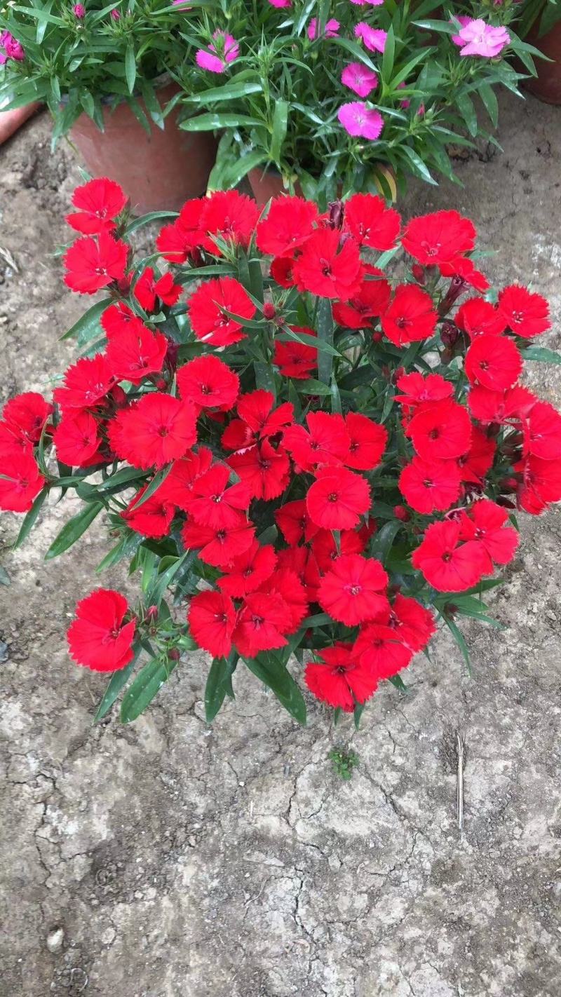 本基地常年供应各种苗木花卉300多种石竹质量保证欢迎咨询