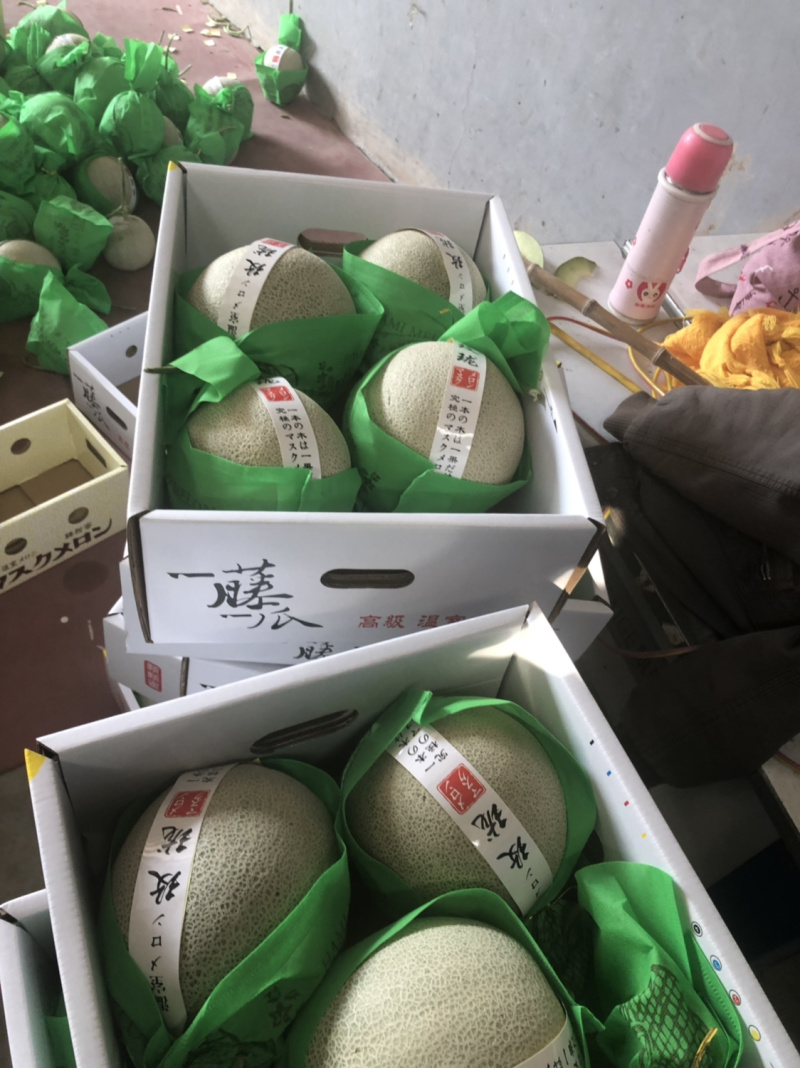 西州蜜，网纹蜜瓜，晓蜜25，哈密瓜