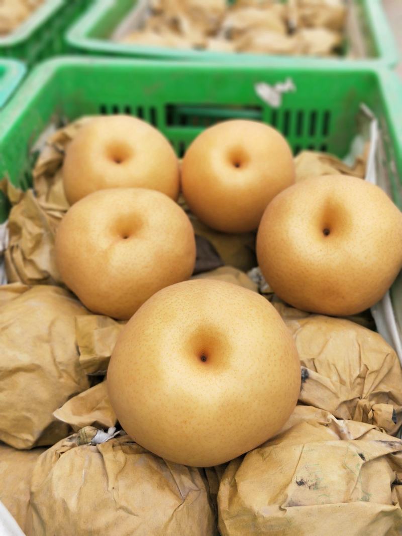 晚秋黄梨梨圆黄梨黄梨江苏梨果品无渣碎甜果味香甜