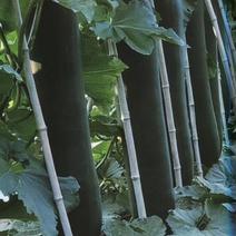 黑皮冬瓜种子，产量高，抗病强，结的多，长圆柱型