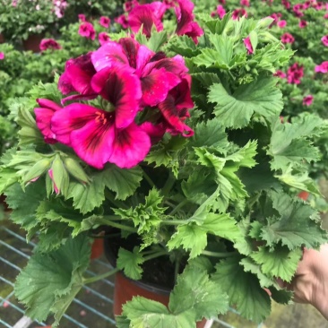 本基地常年供应各种苗木花卉300矮牵牛，质量保证欢迎咨询