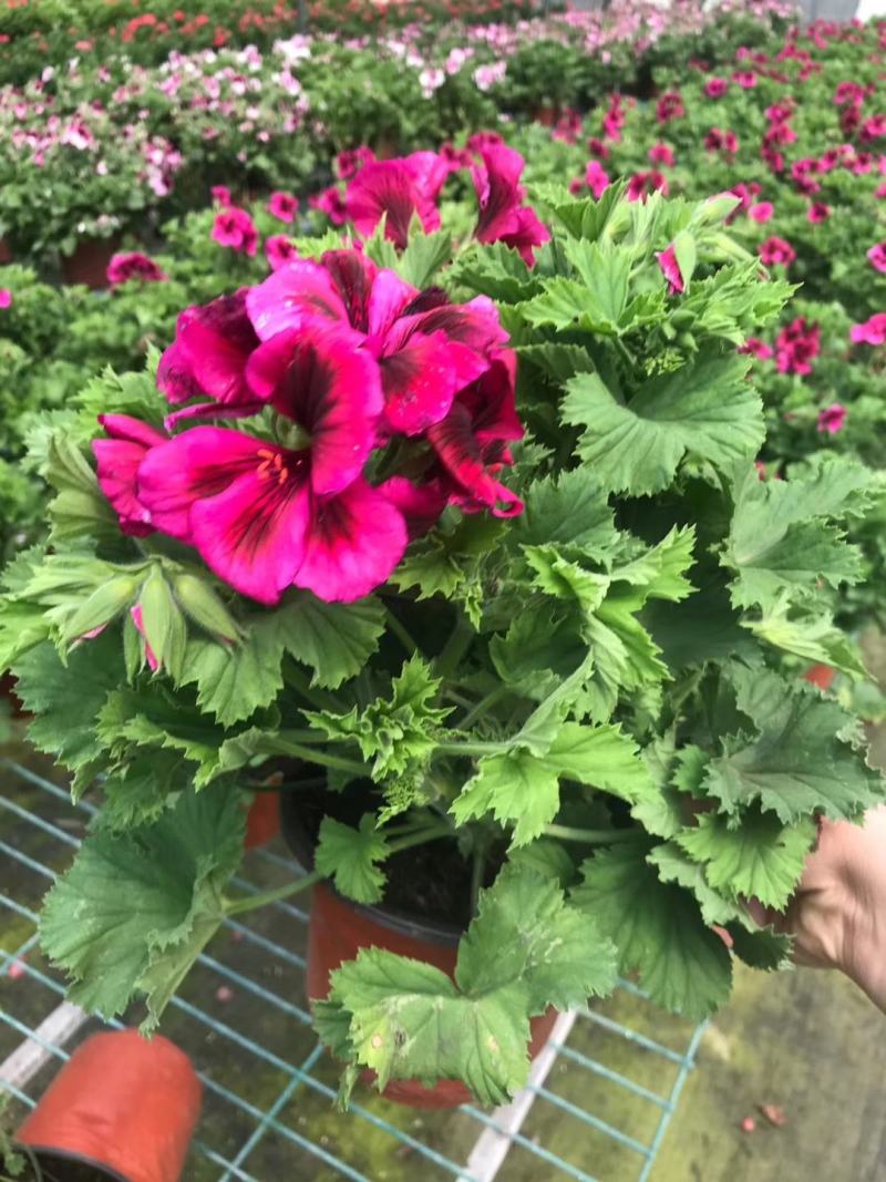 本基地常年供应各种苗木花卉300矮牵牛，质量保证欢迎咨询