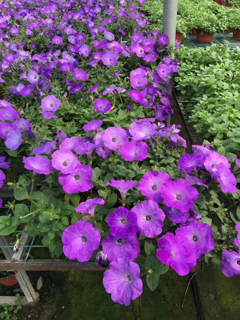 本基地常年供应各种苗木花卉300矮牵牛，质量保证欢迎咨询