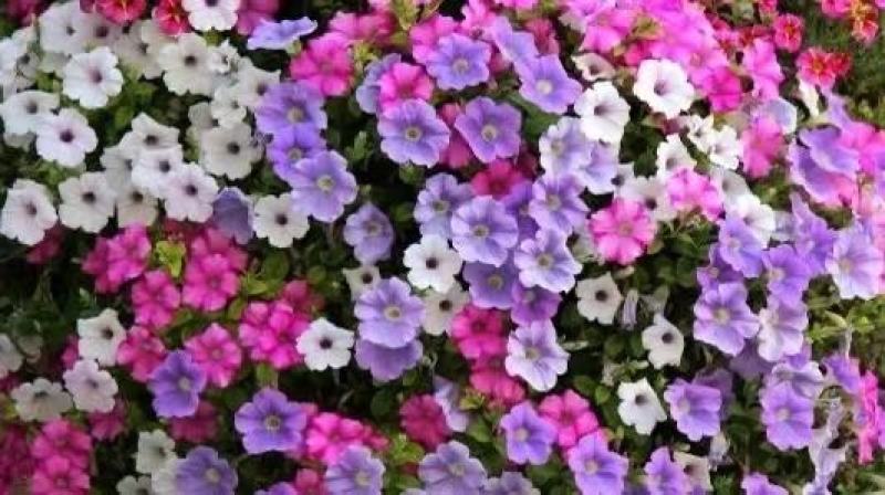 本基地常年供应各种苗木花卉300矮牵牛，质量保证欢迎咨询