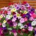 本基地常年供应各种苗木花卉300矮牵牛，质量保证欢迎咨询
