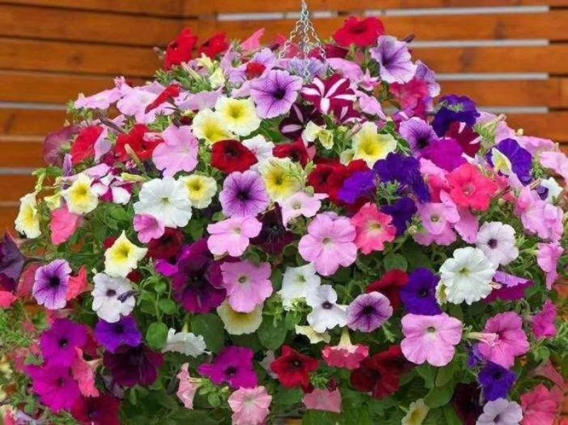 本基地常年供应各种苗木花卉300矮牵牛，质量保证欢迎咨询