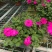 本基地常年供应各种苗木花卉300矮牵牛，质量保证欢迎咨询
