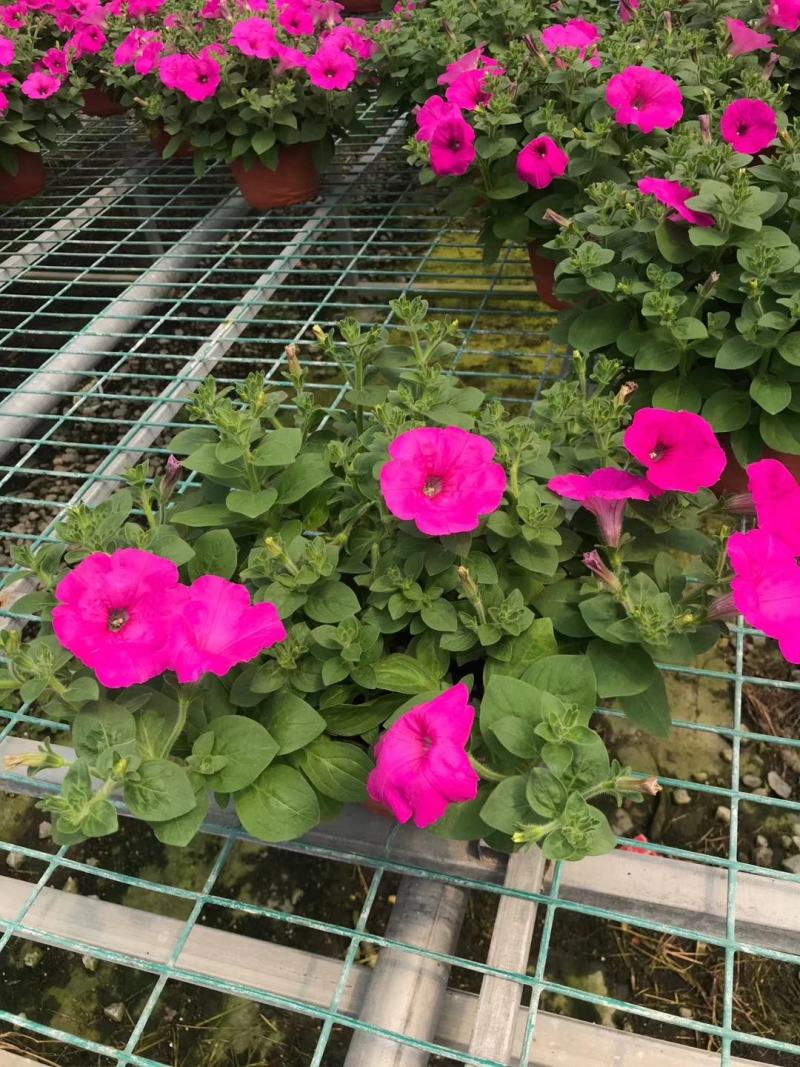 本基地常年供应各种苗木花卉300矮牵牛，质量保证欢迎咨询