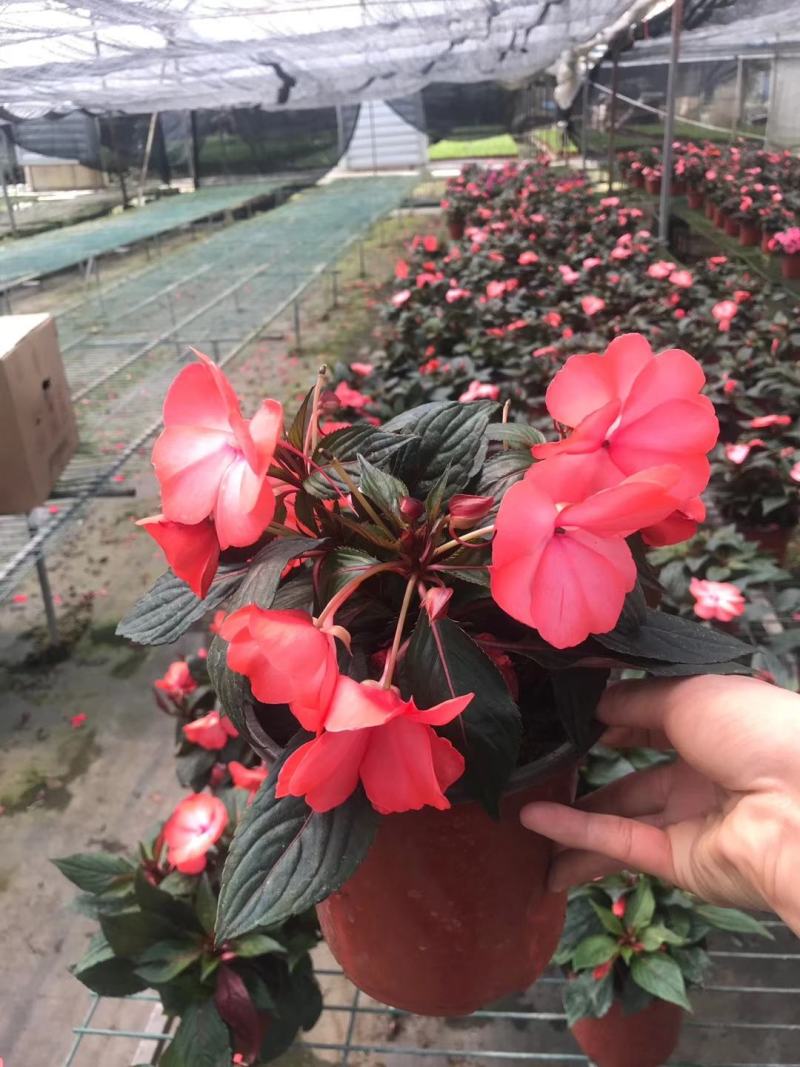 本基地常年供应各种苗木花卉300矮牵牛，质量保证欢迎咨询